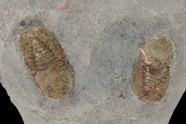 Two Pelagic Trilobite (Cyclopyge) Fossils - El El Kaid Rami, Morocco #154284